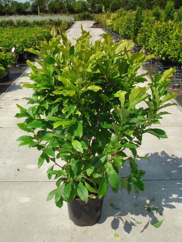 Magnolia liliiflora 'Susan' C12 100/125