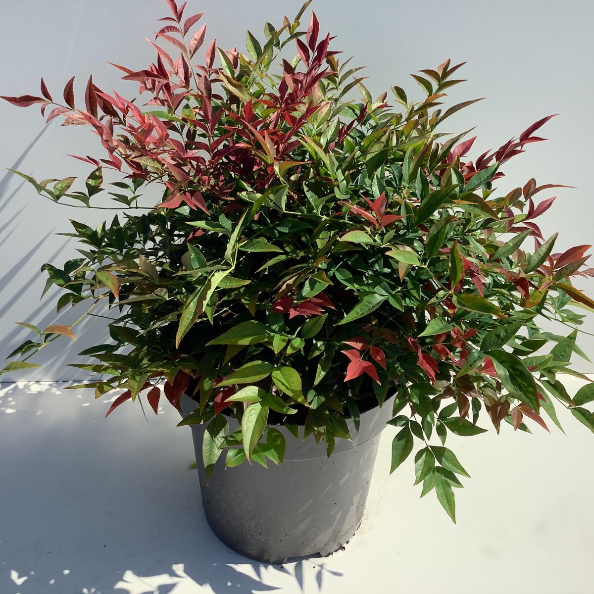 Nandina domestica 'Obsessed' C12 40/60