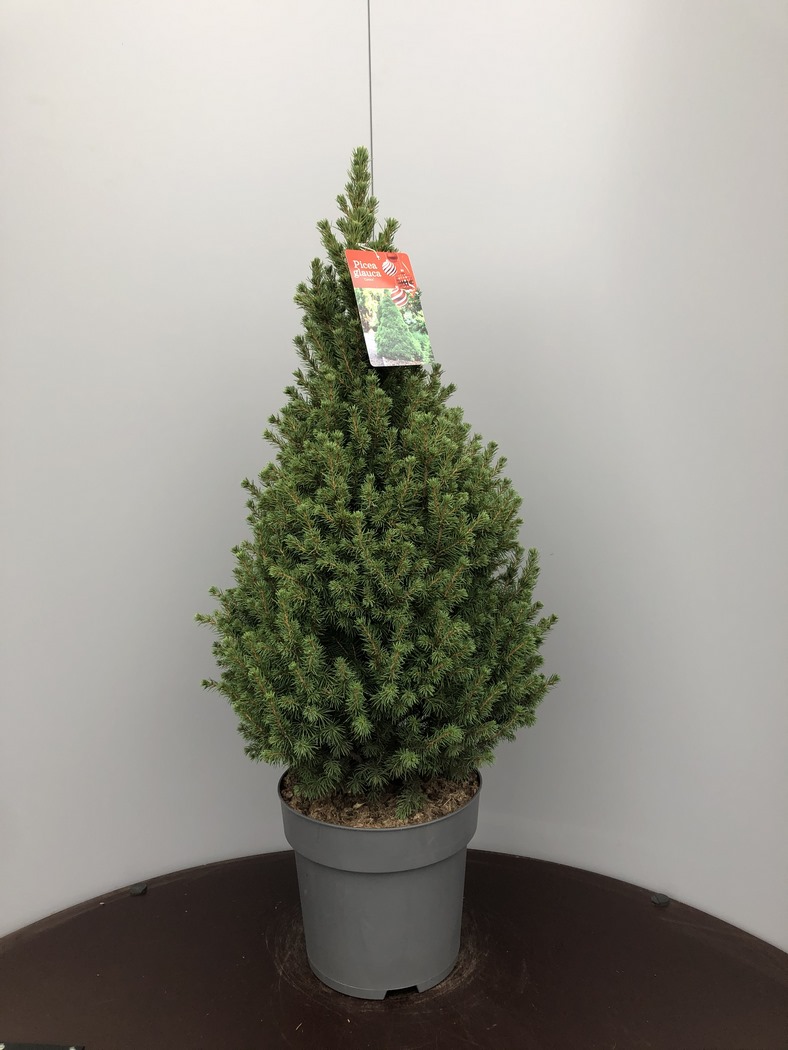 Picea glauca 'Conica' C10 70/90