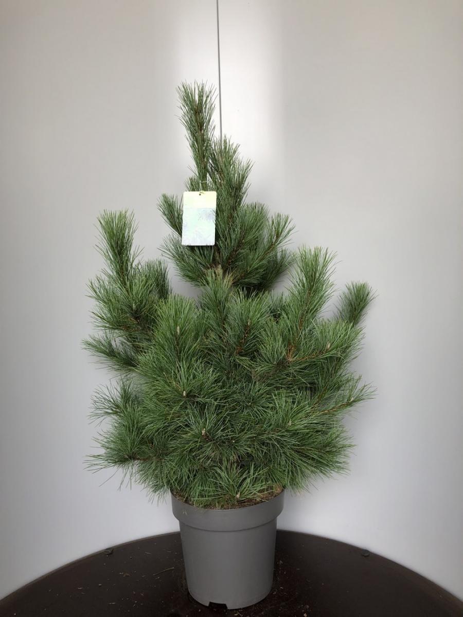Pinus peuce C15 80/100