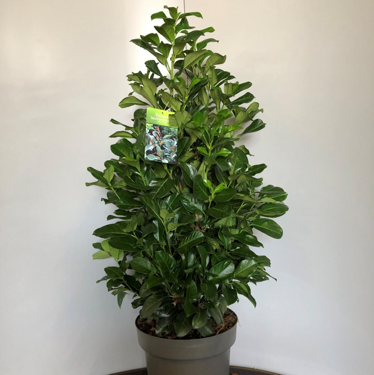 Prunus laurocerasus 'Etna'® C12 70/90