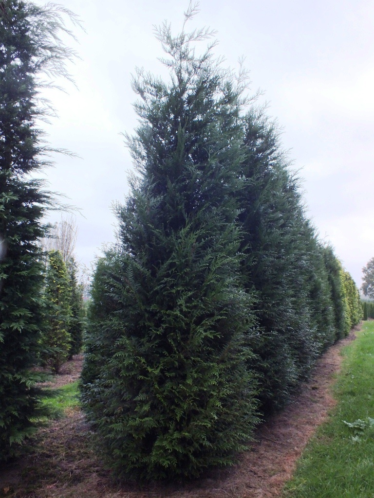 Thuja plicata 'Atrovirens' m.Db 450/500