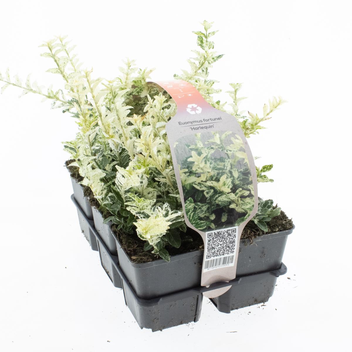 Euonymus fort. 'Harlequin' 6-Pack