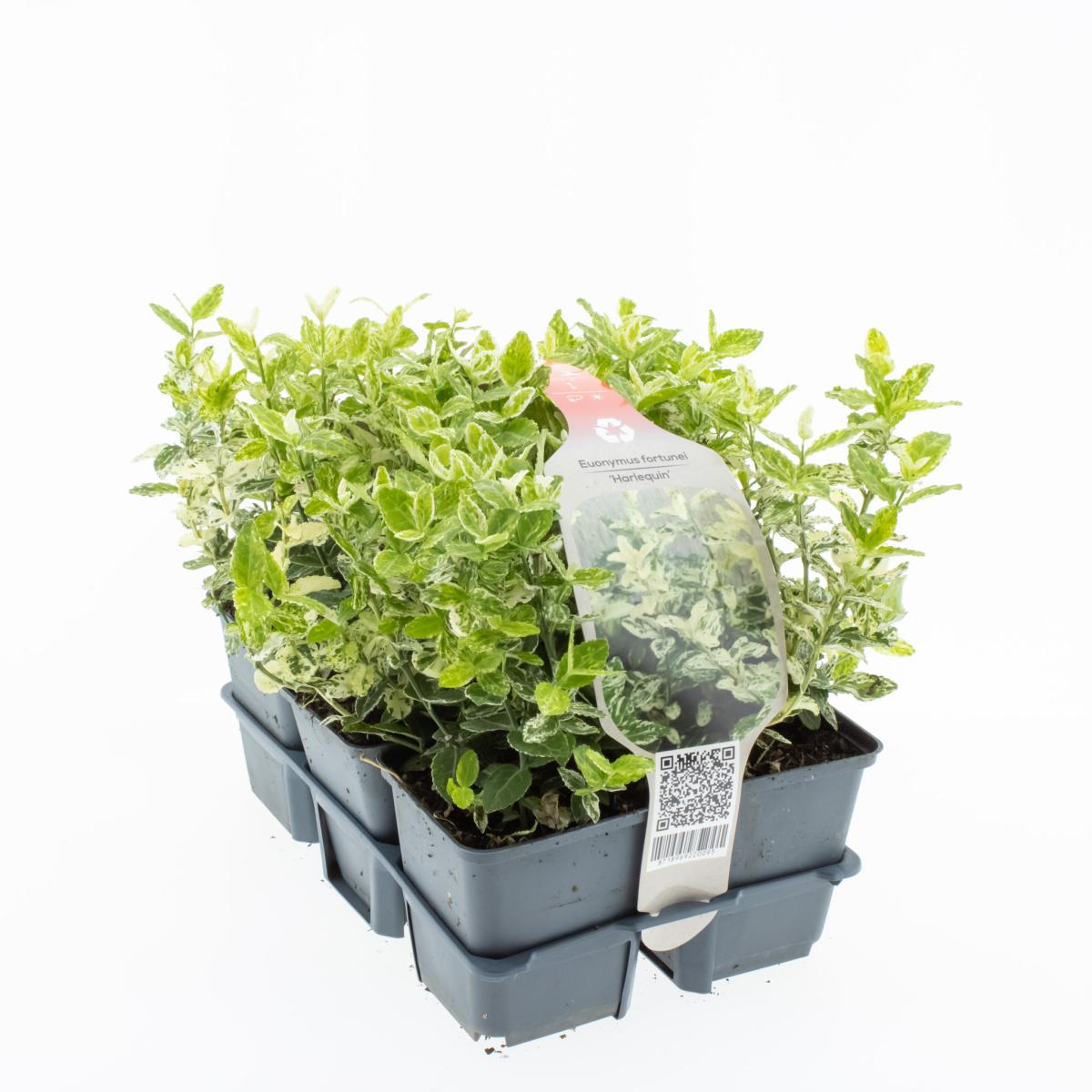 Euonymus fort. 'Harlequin' 6-Pack