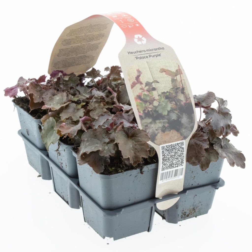 Heuchera micrantha 'Palace Purple' 6-Pack