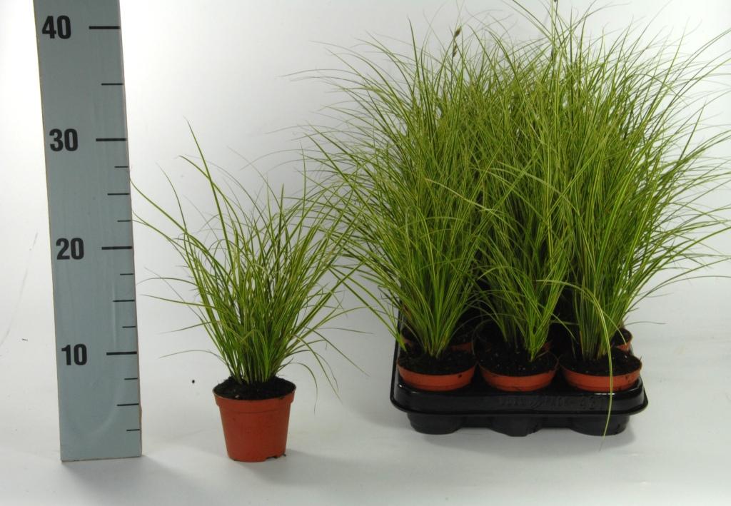 Carex brunnea 'Variegata' P8