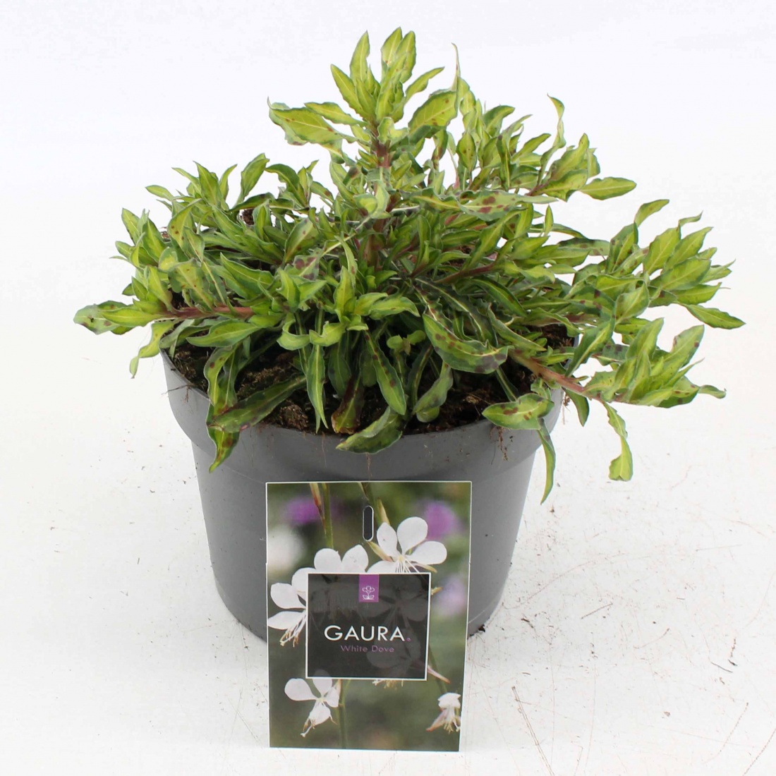 Gaura lindheimeri 'White Dove' C2