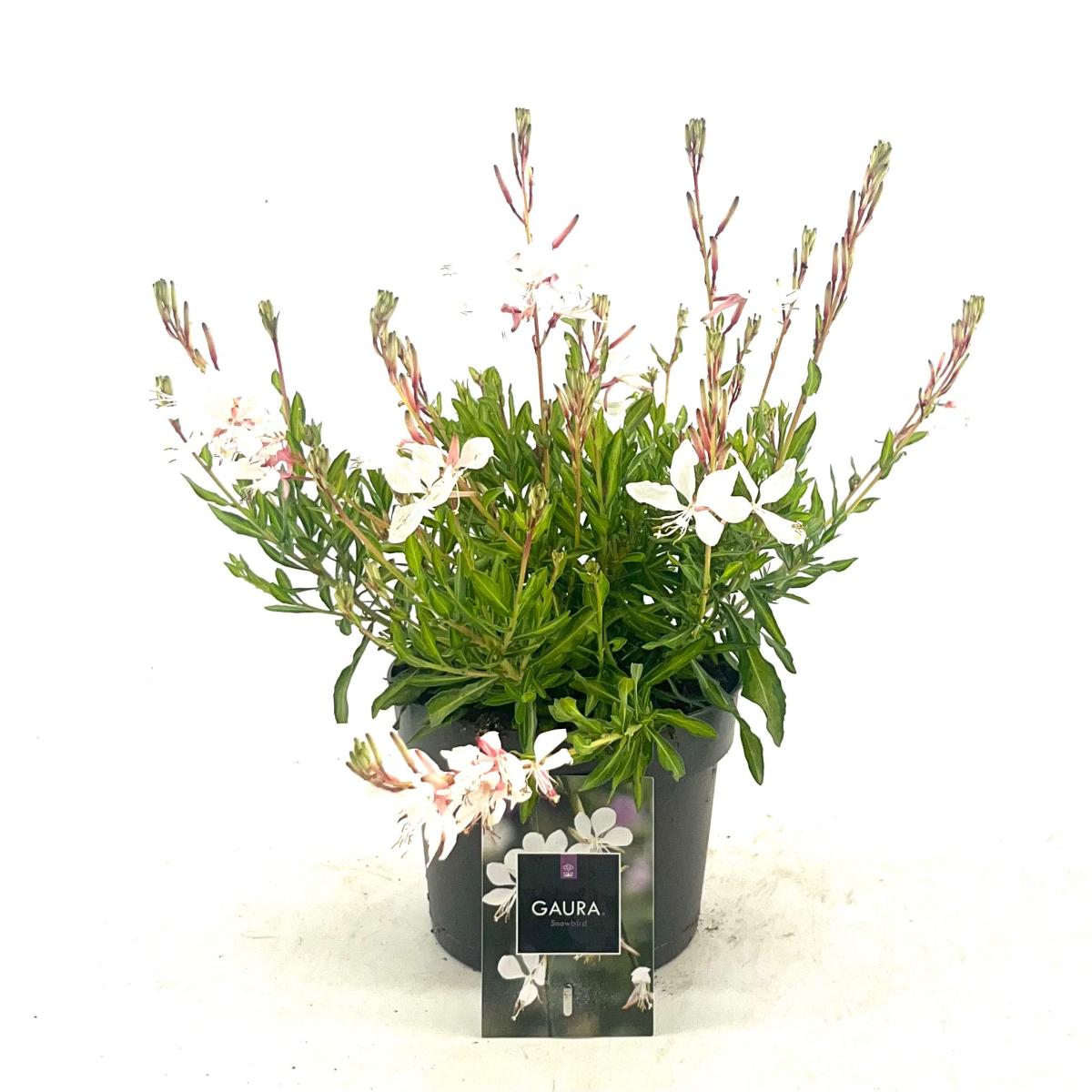 Gaura lindheimeri 'White Dove' C2