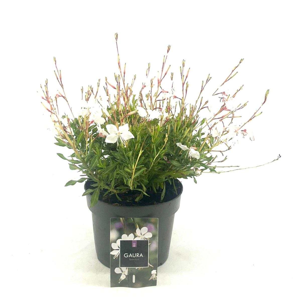 Gaura lindheimeri 'White Dove' C2
