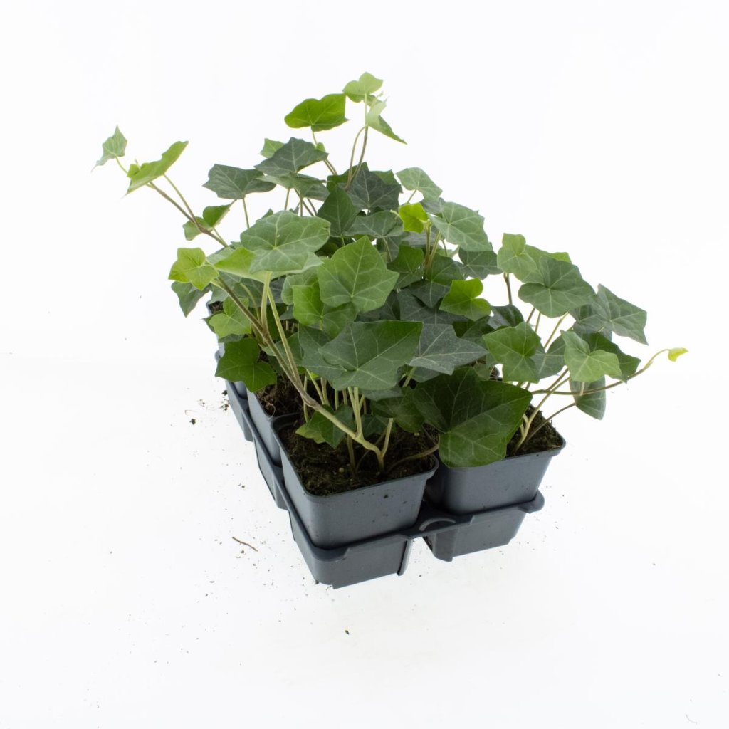 Hedera helix Hibernica TB9x9