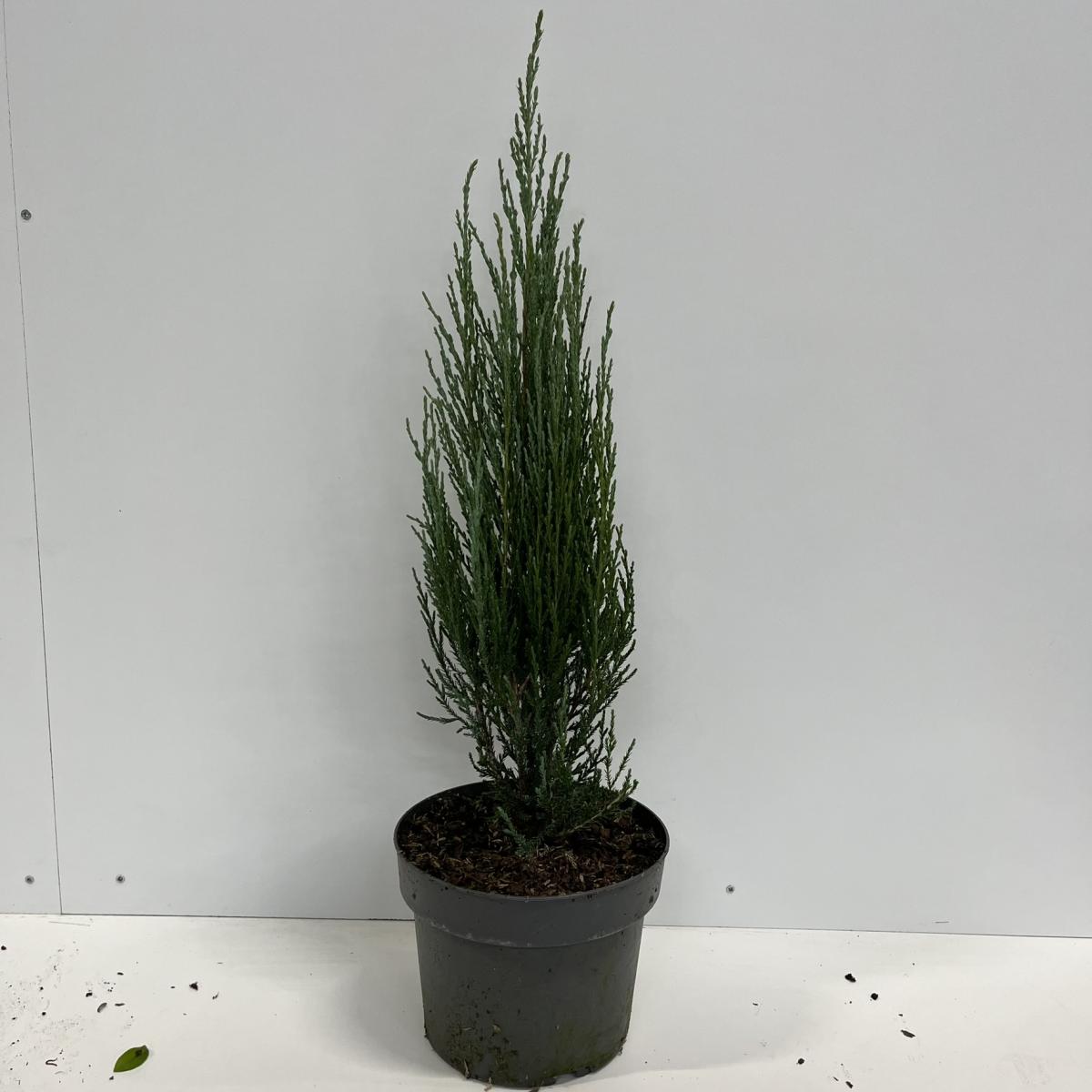Juniperus scoplorum 'Blue Arrow' C4 40/60