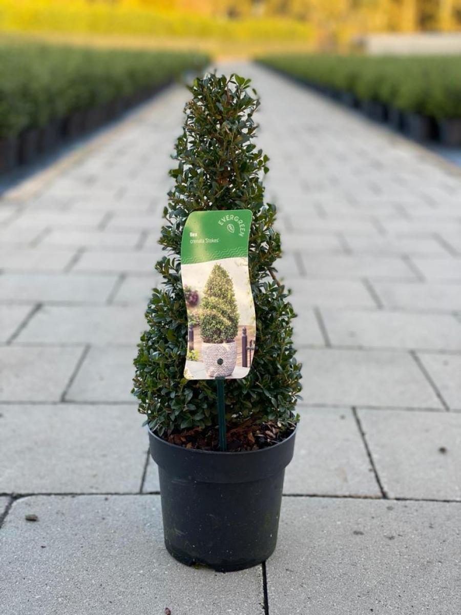 Ilex crenata 'Stokes' C2 Kegel 30+