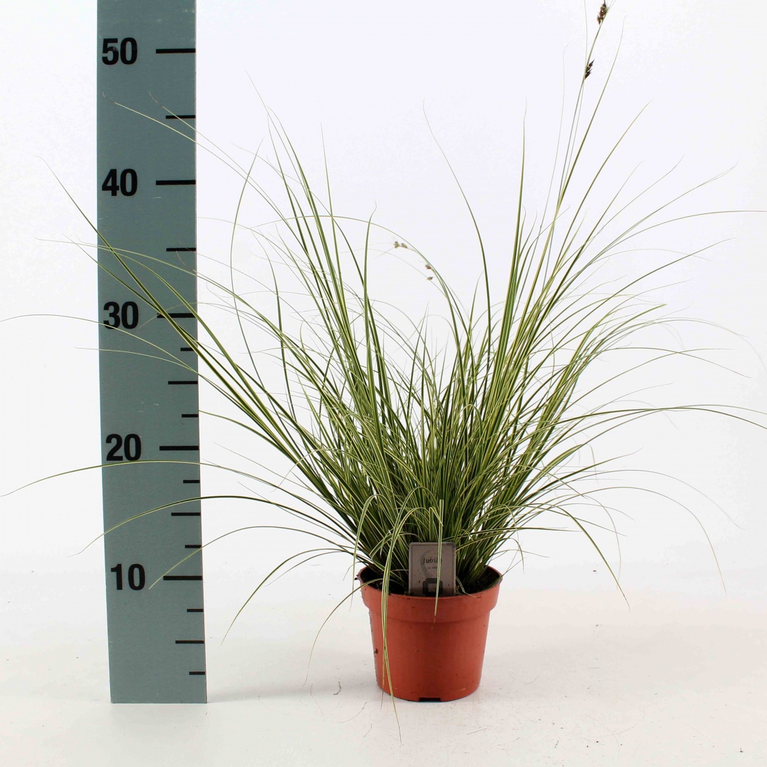 Carex brunnea 'Jubilo'® P12