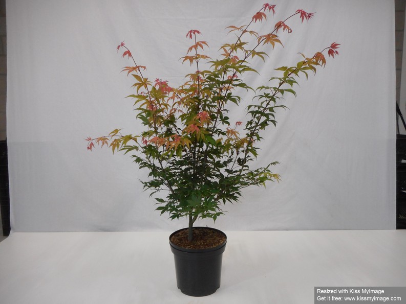 Acer palmatum 'Osakazuki' C12 80/100