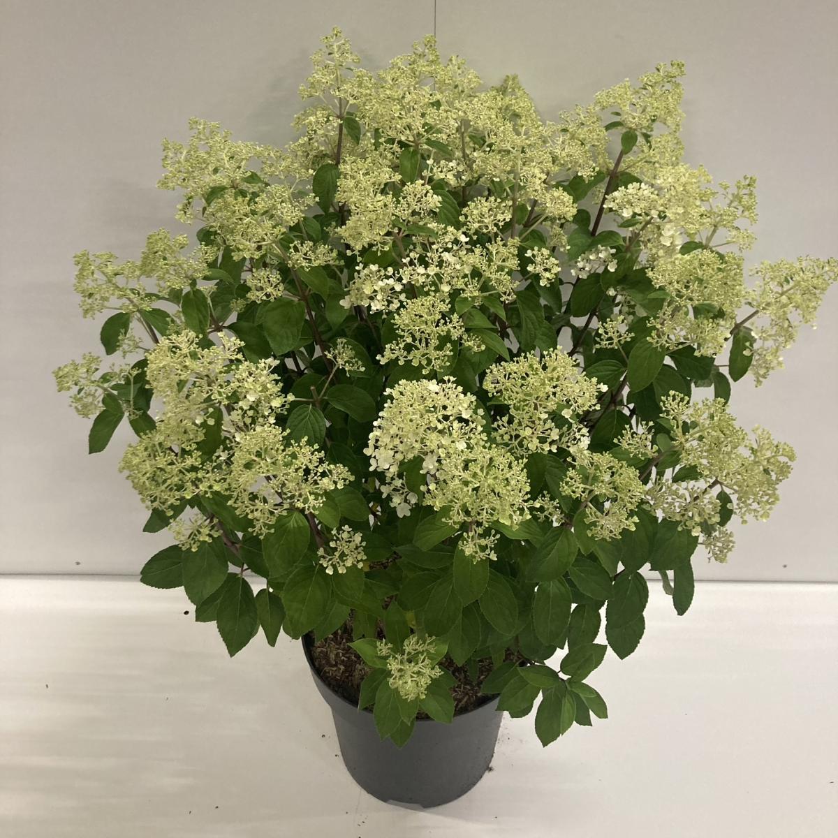 Hydrangea pan. 'Bobo'® C12 50/60