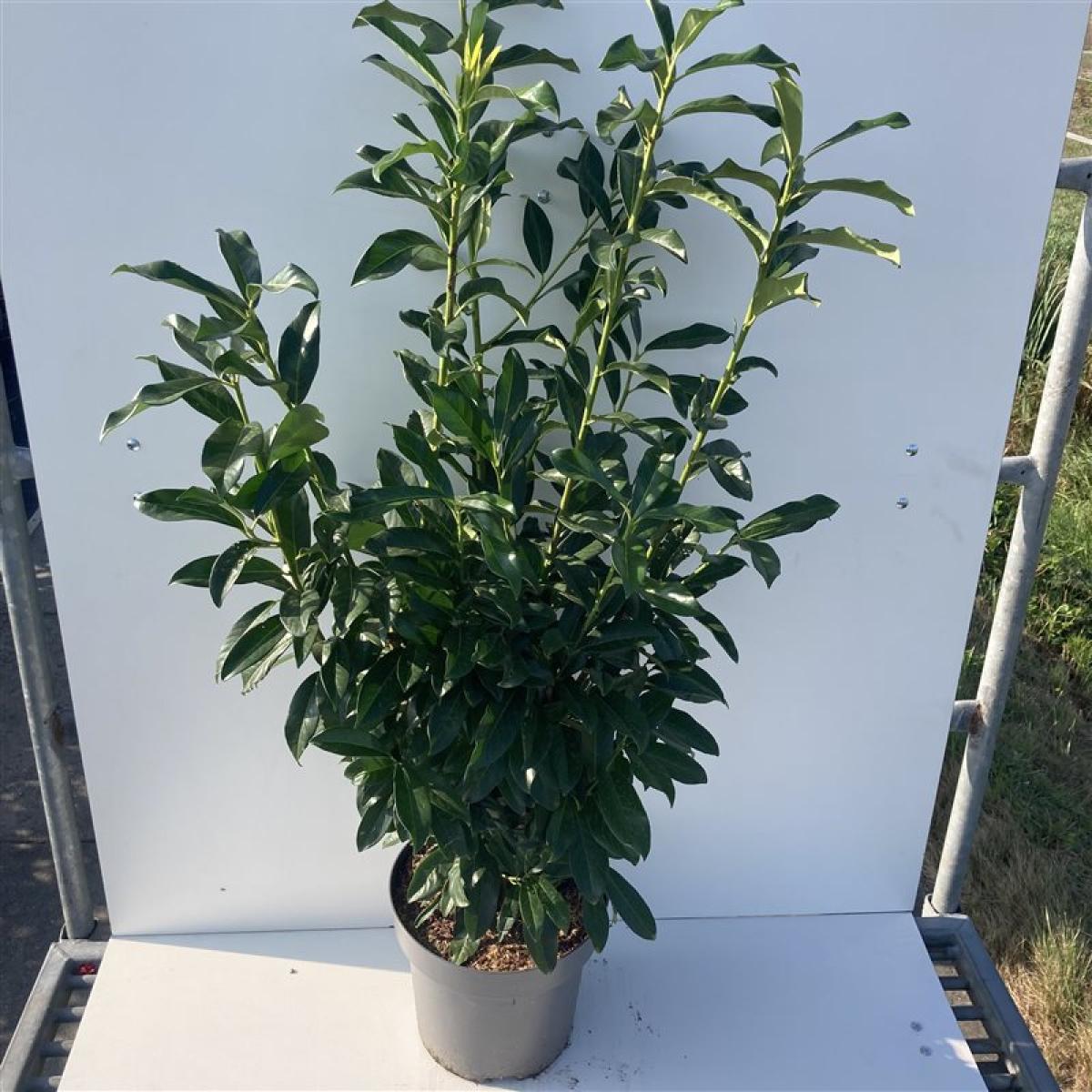 Prunus laurocerasus 'Genolia' C12 125/150