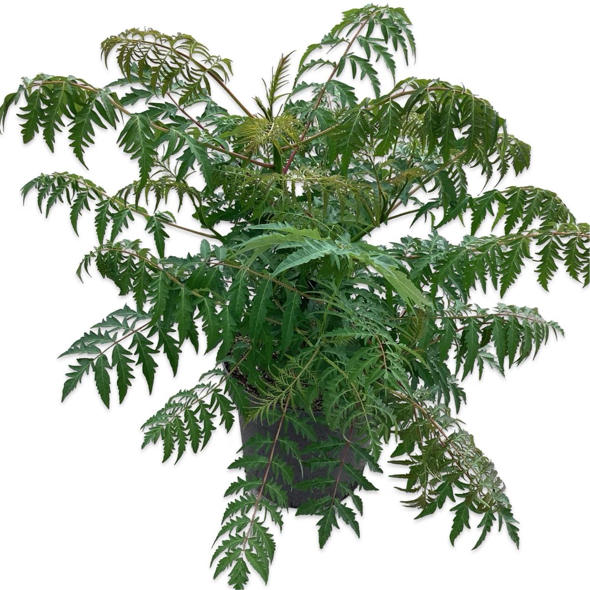 Rhus glabra 'Laciniata' C12 80/100
