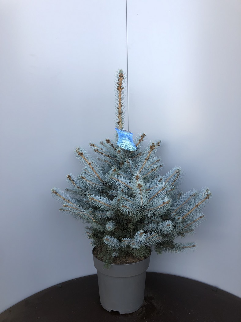 Picea pung. 'Blue Diamond'® C7,5 50/60
