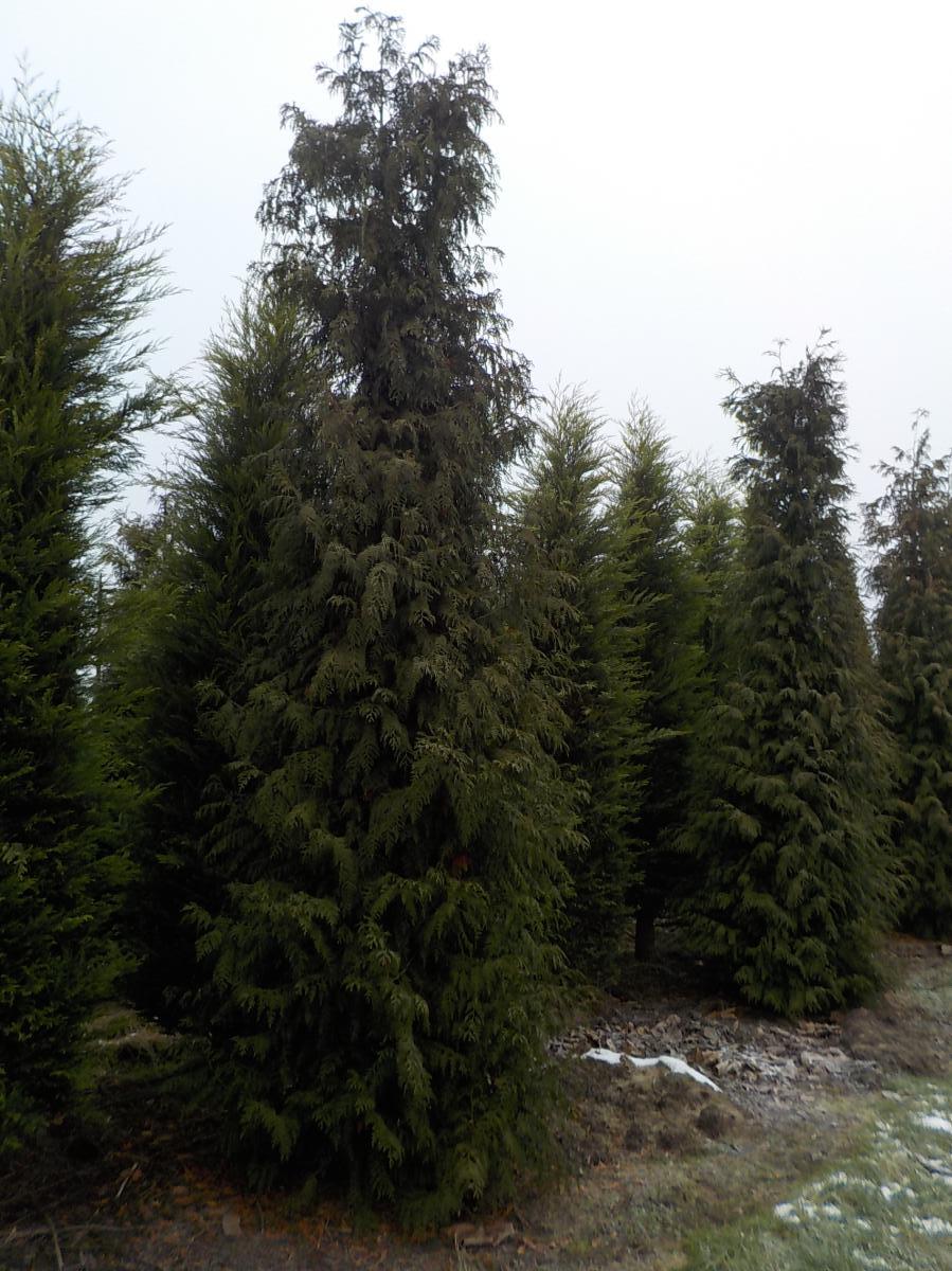 Thuja plicata 'Excelsa' m.Db 500/550