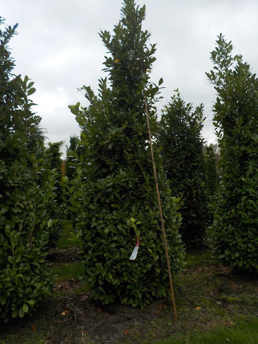 Prunus laurocerasus 'Rotundifolia' m.Db 400/450