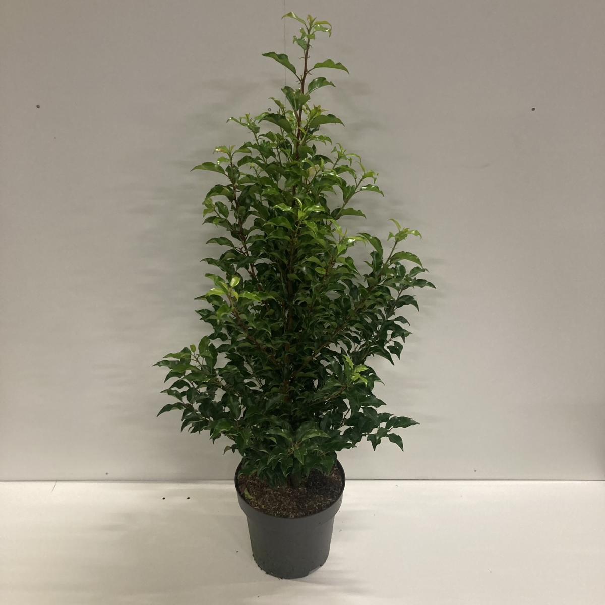 Prunus lusitanica 'Brenelia'® C12 100/125