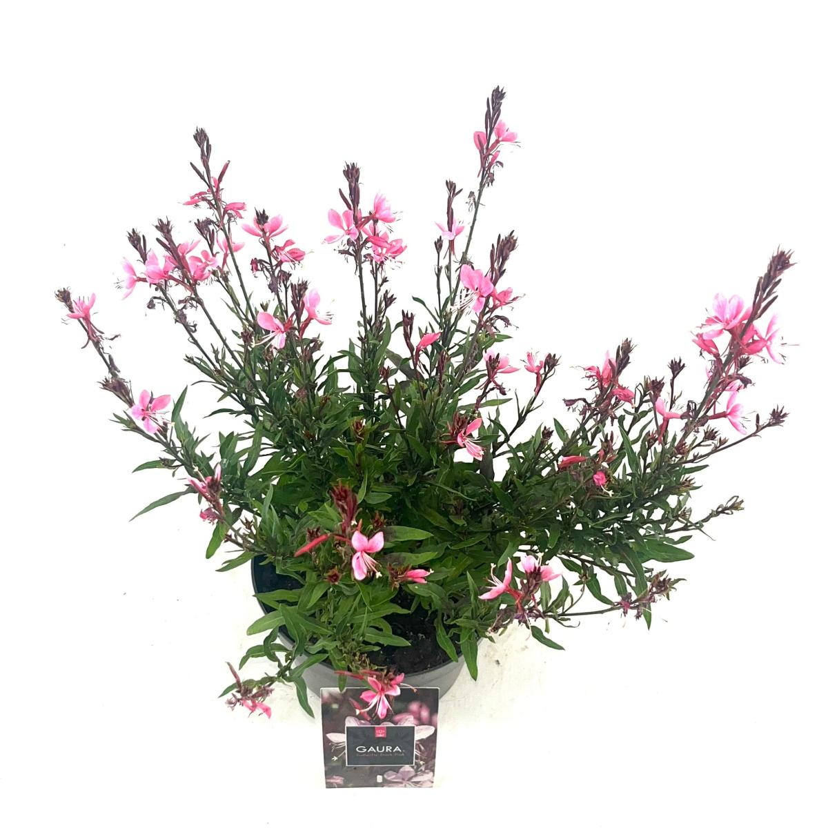 Gaura lindheimeri 'Butterfly Dark Pink' C2