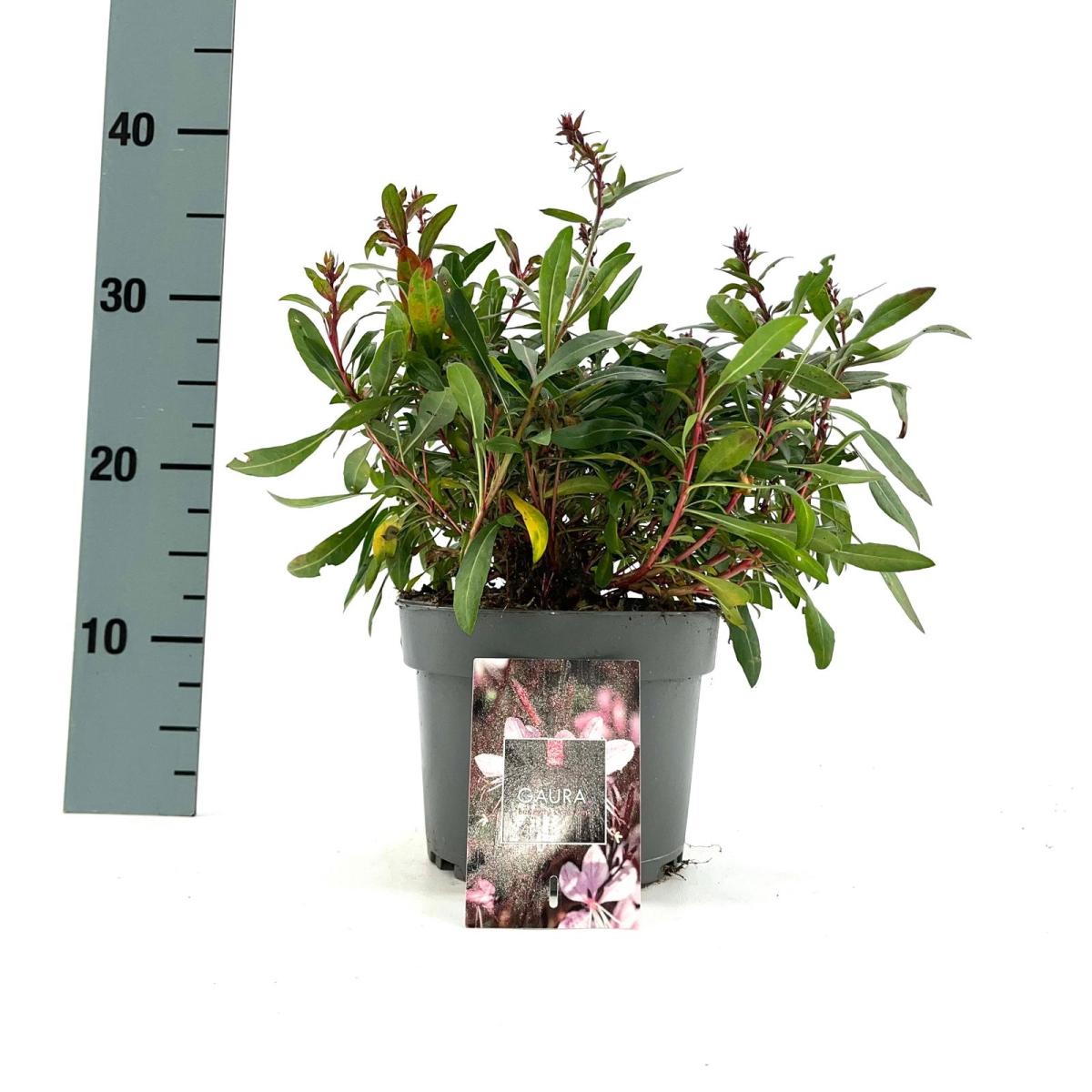 Gaura lindheimeri 'Butterfly Dark Pink' C2