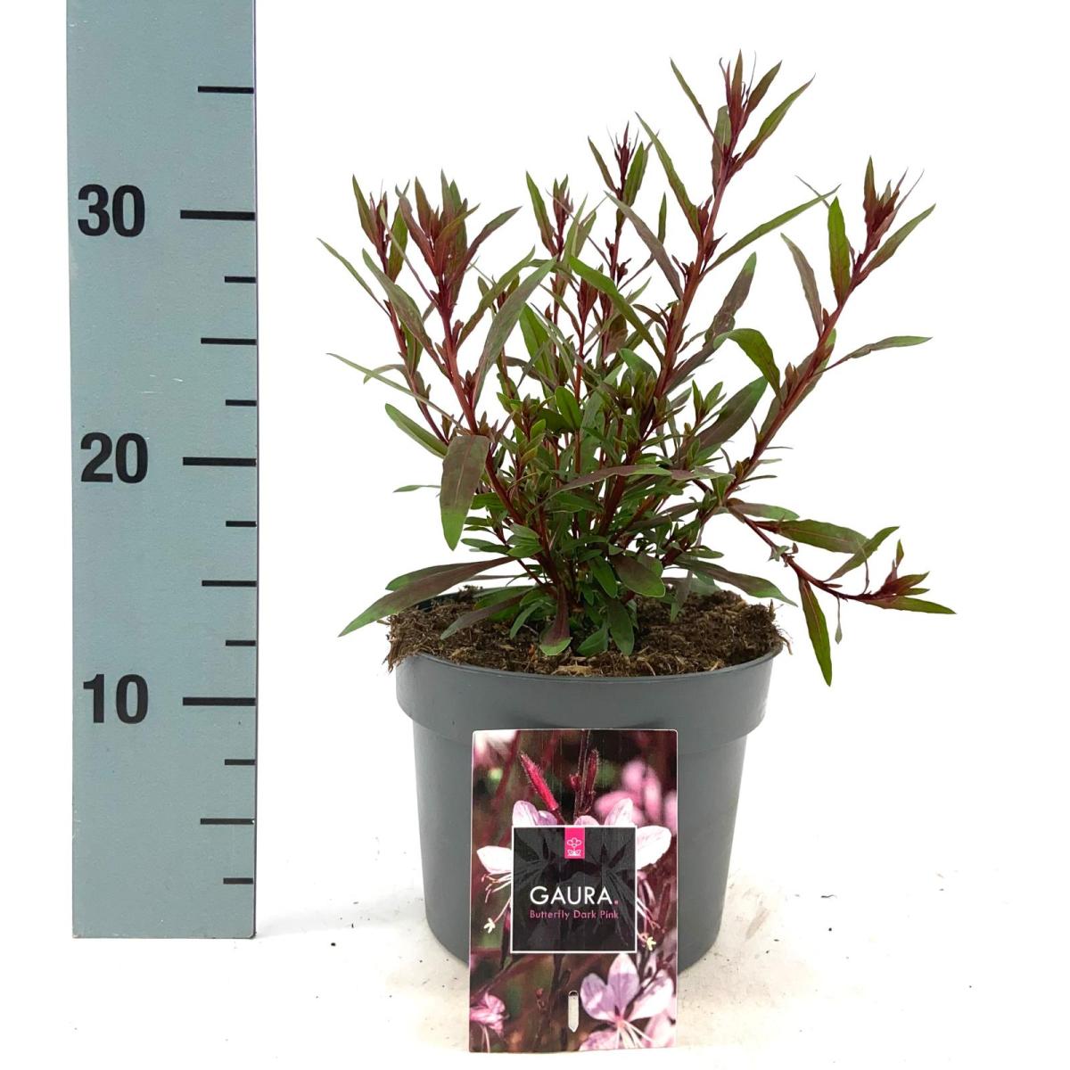Gaura lindheimeri 'Butterfly Dark Pink' C2