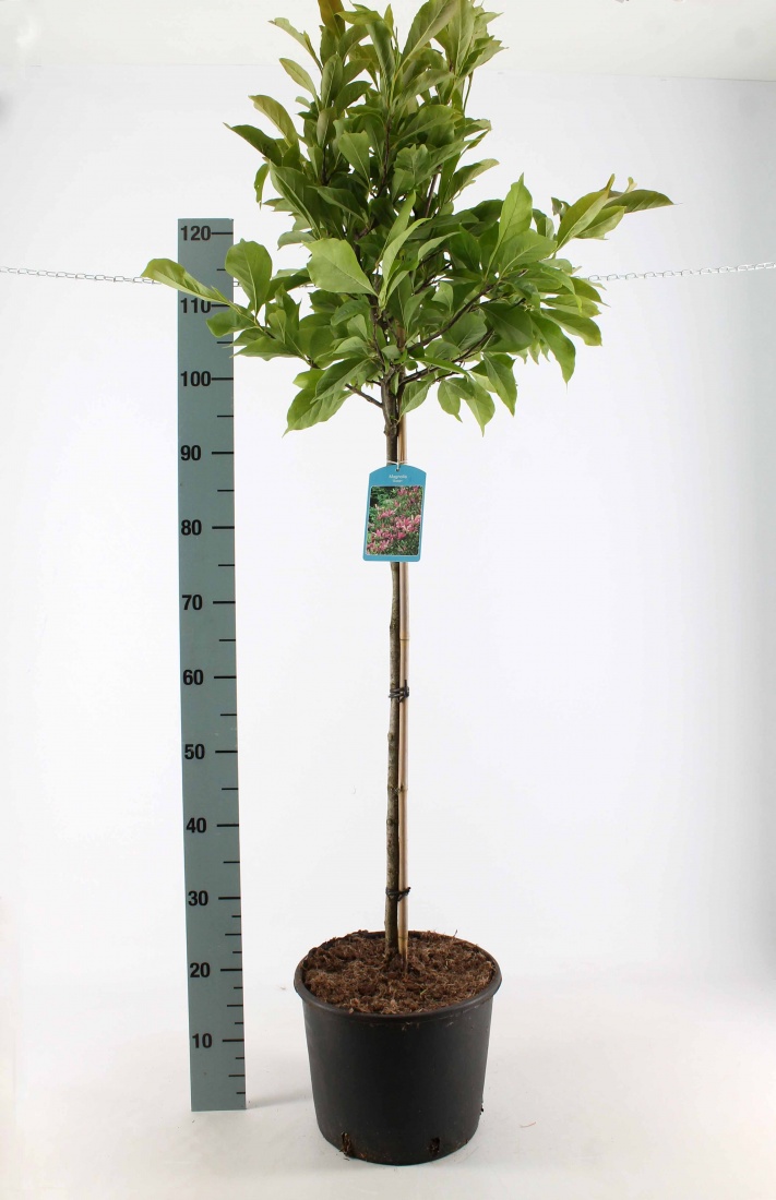 Magnolia liliiflora 'Susan' C18 auf Stamm 80