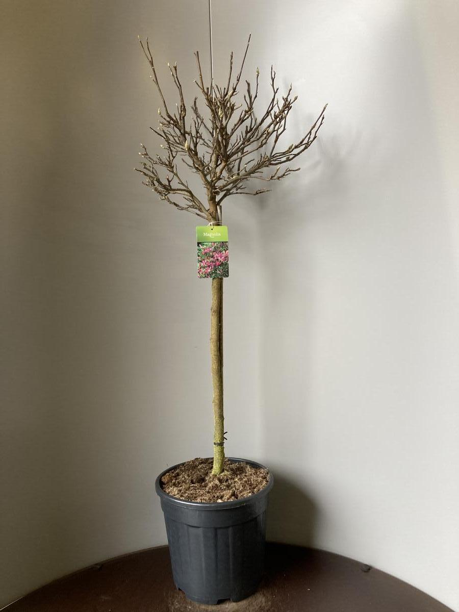 Magnolia liliiflora 'Susan' C18 auf Stamm 80