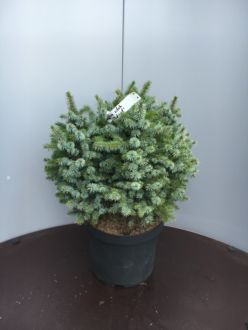 Picea sitchensis 'Midget' C7.5 35/40
