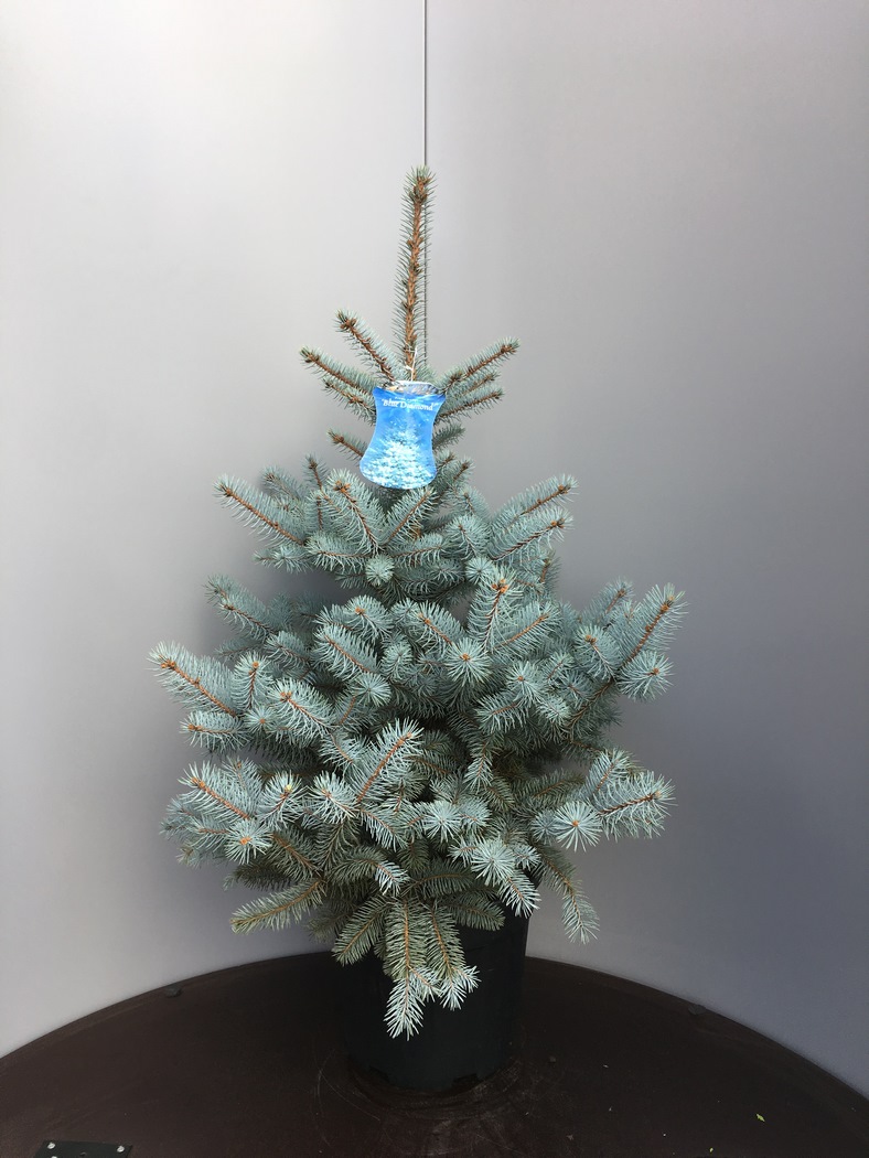 Picea pung. 'Blue Diamond'® C15 80/100