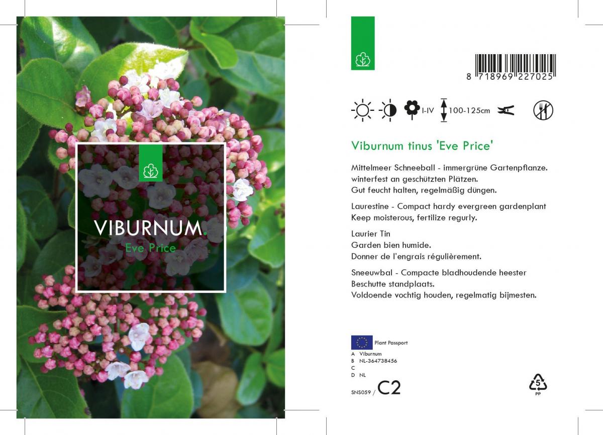 Viburnum tinus 'Eve Price' C1 