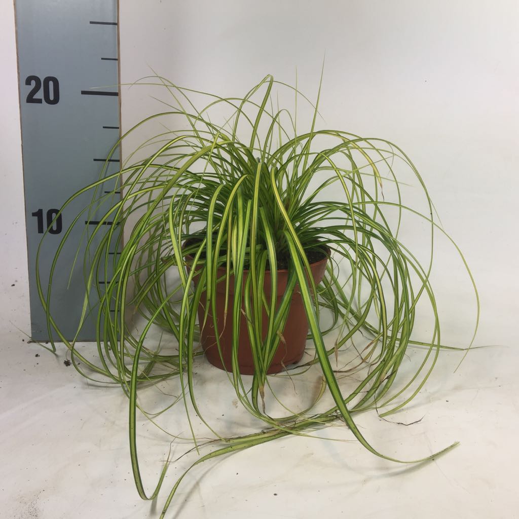 Carex oshimensis 'Eversheen' P12