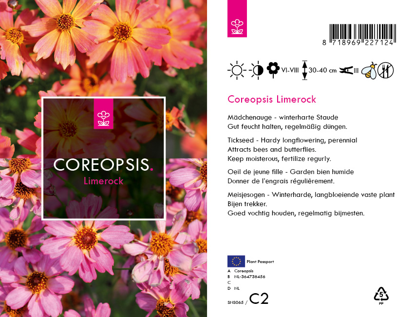 Coreopsis rosea 'Limerock' (FarbMix) C2