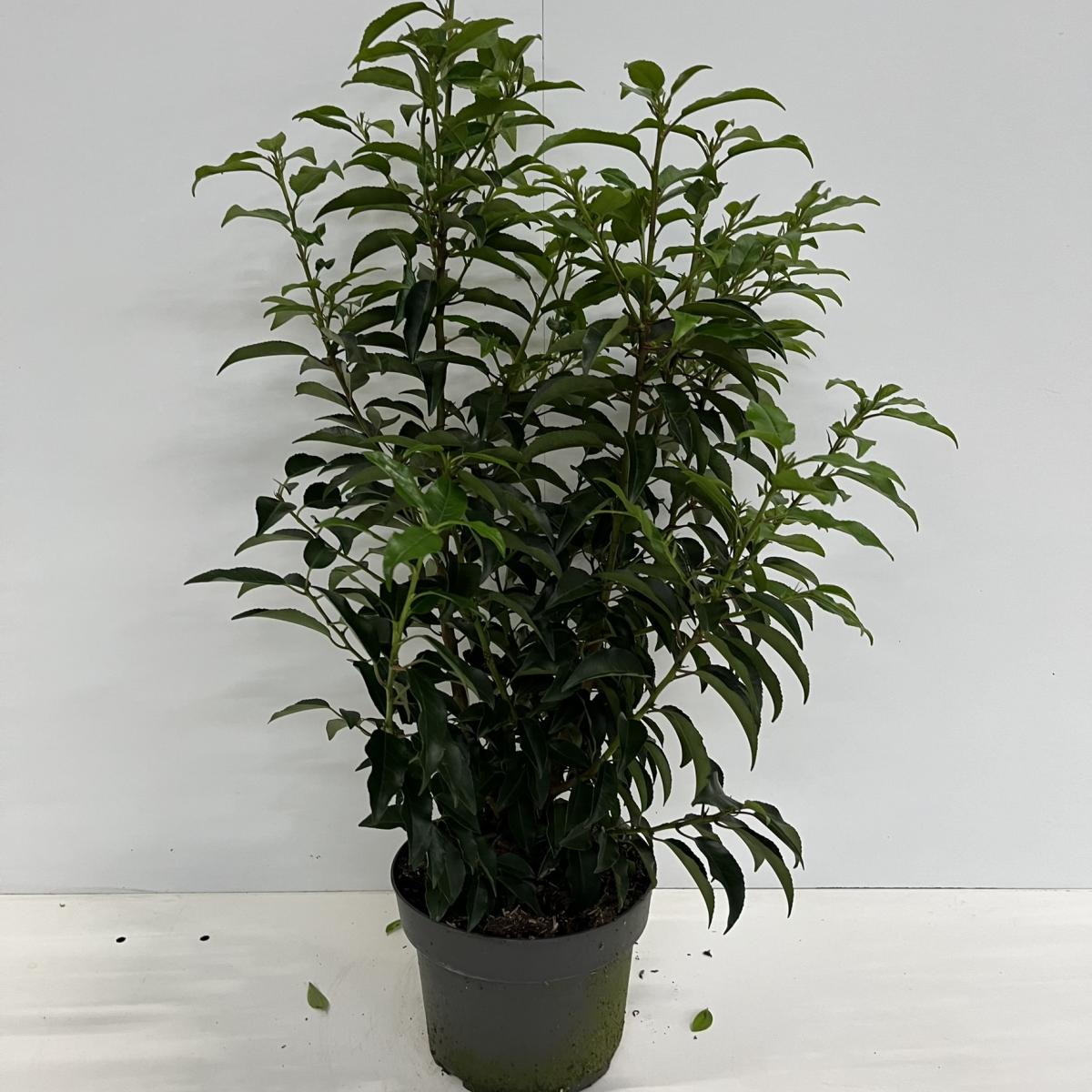 Prunus lusitanica Angustifolia C4 60/80