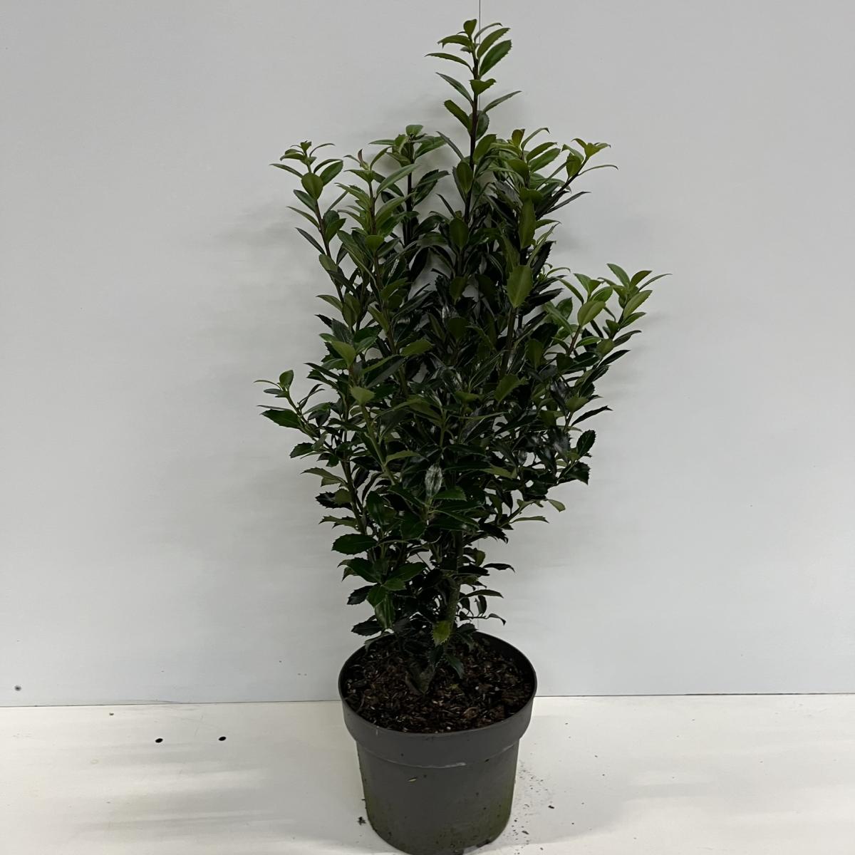 Ilex mes. 'Heckenpracht' C4 40/60