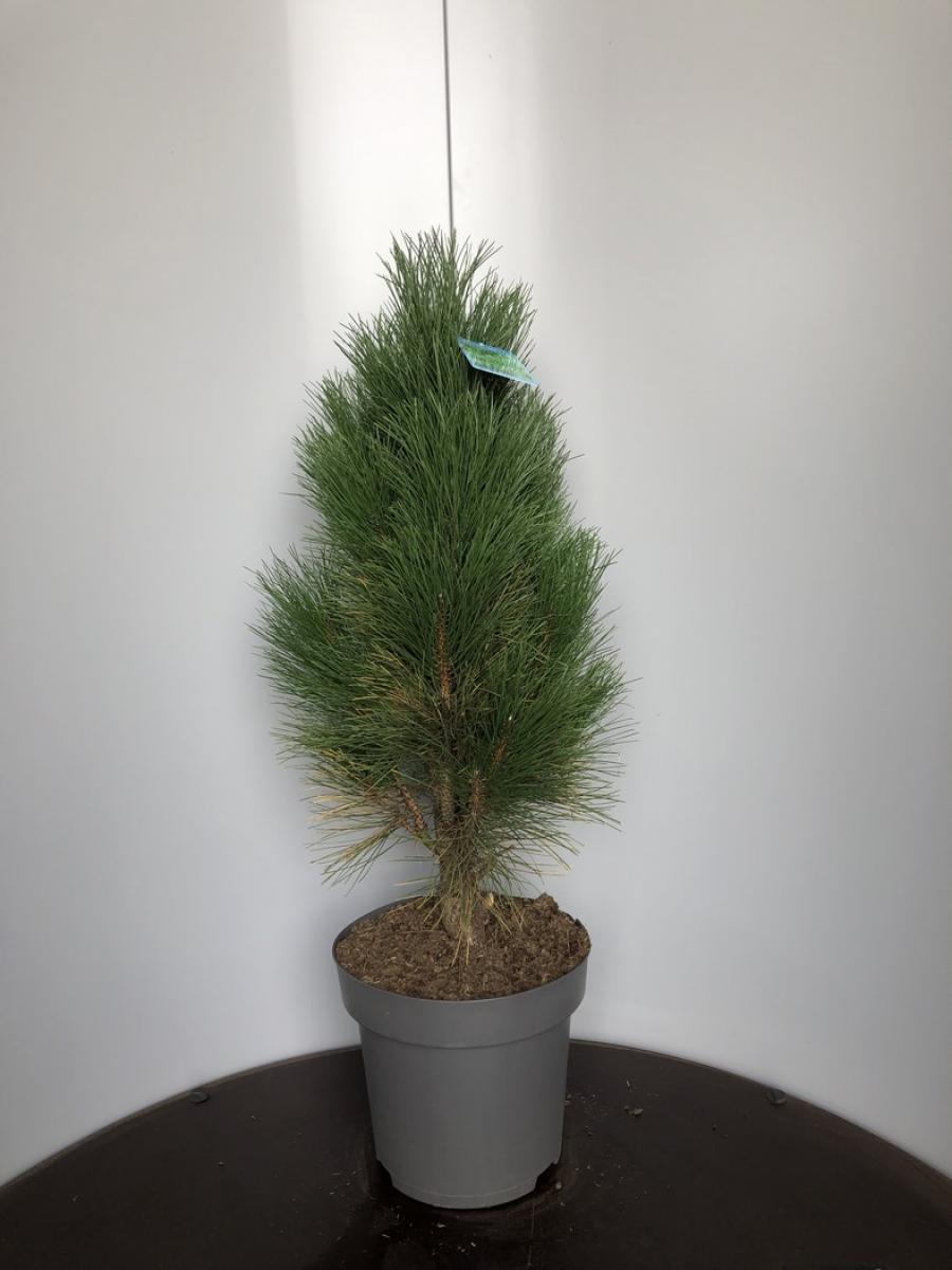 Pinus nigra 'Green Tower' C15 80/90