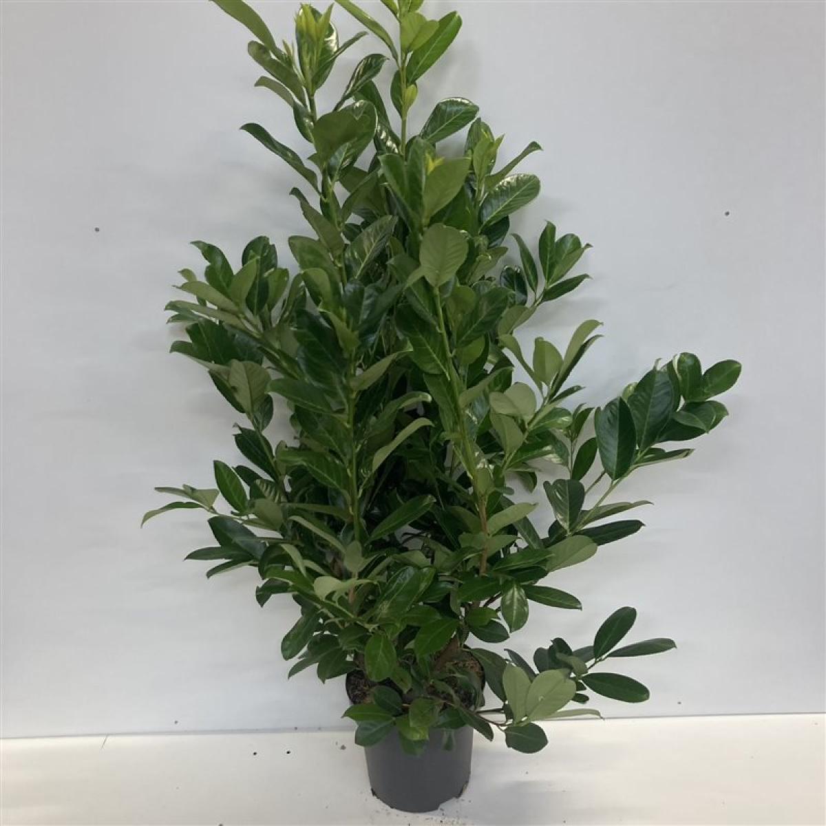 Prunus laurocerasus 'Rotundifolia' C10 100/125