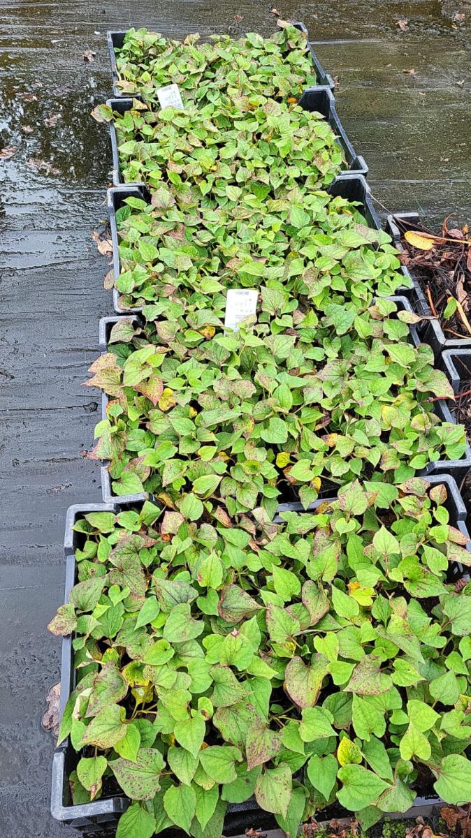 Houttuynia cordata TB9x9 