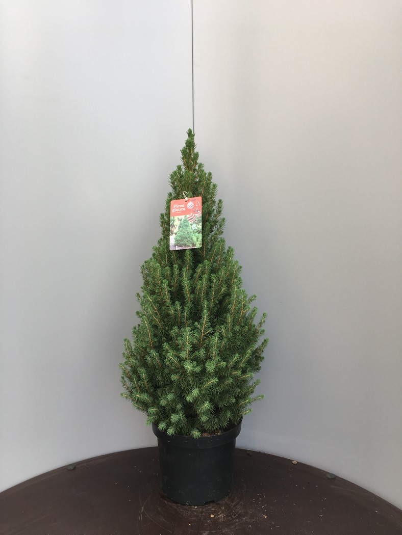 Picea glauca 'Conica' C7.5 60/70