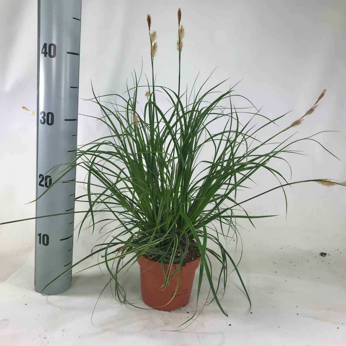 Carex morrowii 'Fishers Form' P12