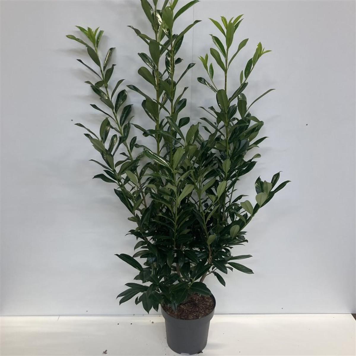 Prunus laurocerasus 'Caucasica' C12 125/150