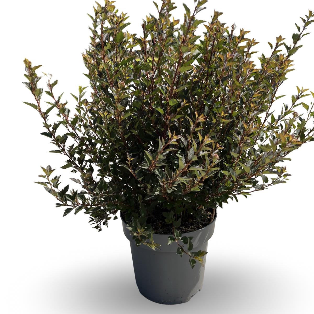 Physocarpus opulif. Little Devil® C12 80/100
