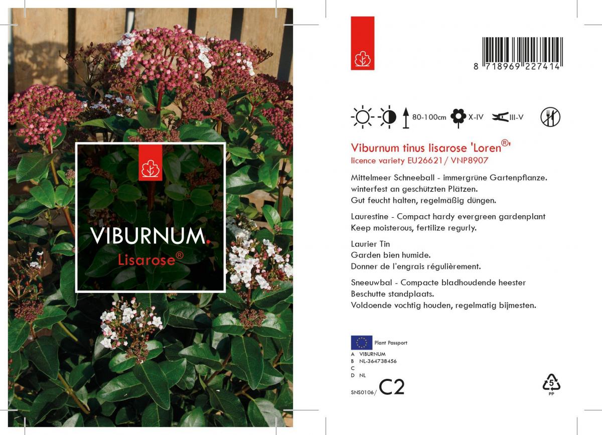 Viburnum tinus 'Lisa Rose' (rosa) C3 30/40