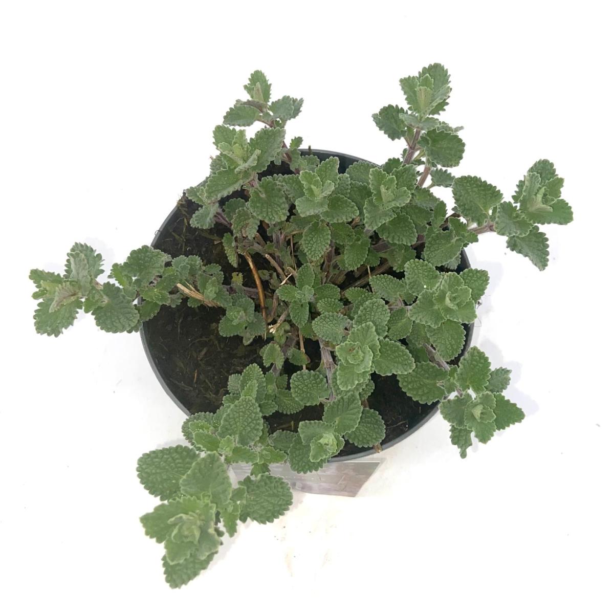 Nepeta 'Six Hills Giant' C2