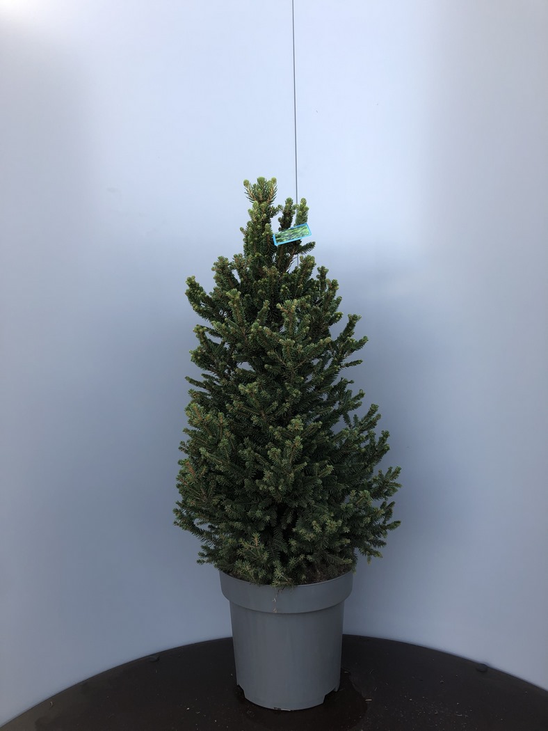 Picea abies 'Will's Zwerg' C15 80/90