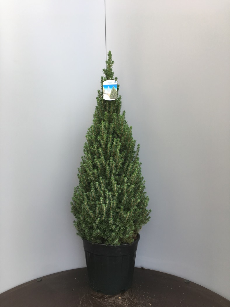 Picea glauca 'Conica Perfecta®' C10 80/90