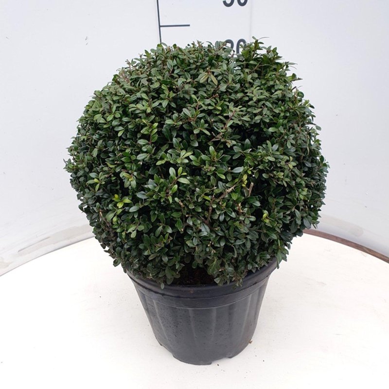 Ilex crenata 'Stokes' C10 Kugel &Oslash;35/40