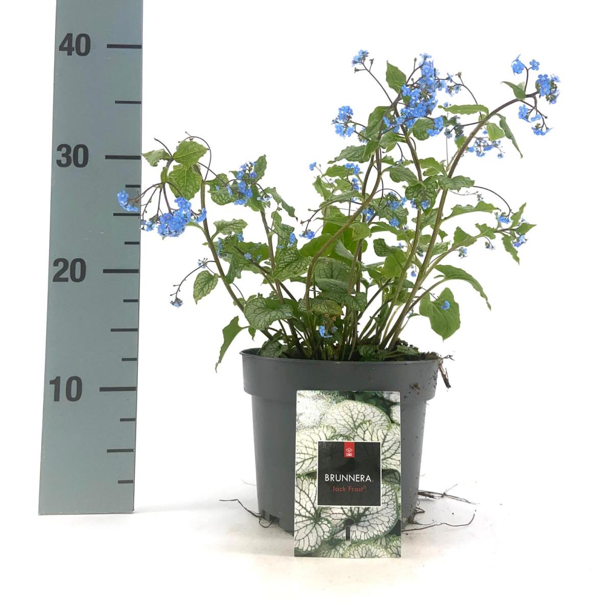 Brunnera macrophylla 'Jack Frost' C2 